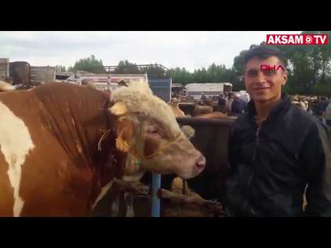 aksamite tábor Pazarın 1 Tonluk 'Paşa'sı Alıcısını Bekliyor