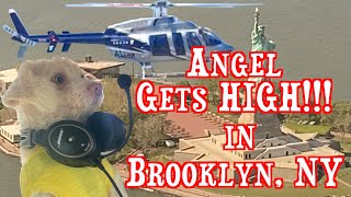 Angel Gets High In Brooklyn, New York