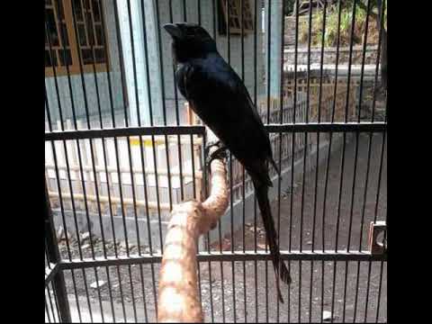Suara Burung Srigunting Batu Mampu Menirukan 35 Suara Burung