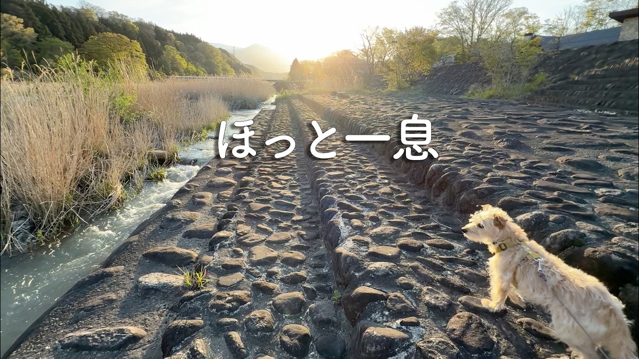 保護犬たちを支えた愛犬と、少し休みに行きました。