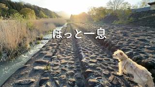 保護犬たちを支えた愛犬と、少し休みに行きました。