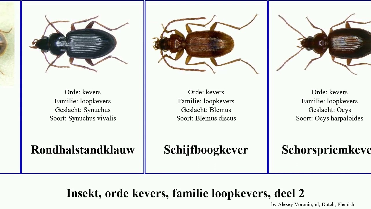 Insekt, orde kevers, familie loopkevers, deel 2 insect tor bicolor floridana tuberculata Zwarte