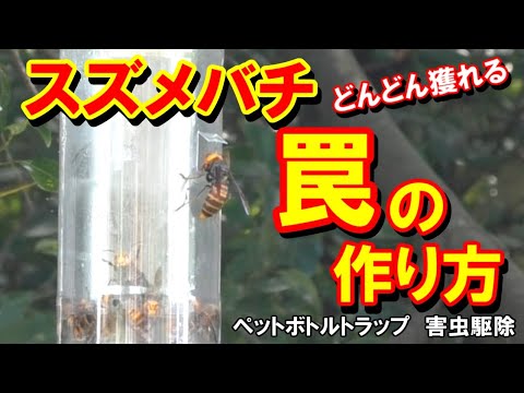 スズメバチの罠をペットボトルで作って捕獲、退治、駆除  オオスズメバチ捕獲　Japanese giant hornet trap perangkap lebah 　ペットボトルトラップ　作り方