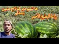 زراعة البطيخ الأحمر الدلاح بدا يصفار ها الحل هنا