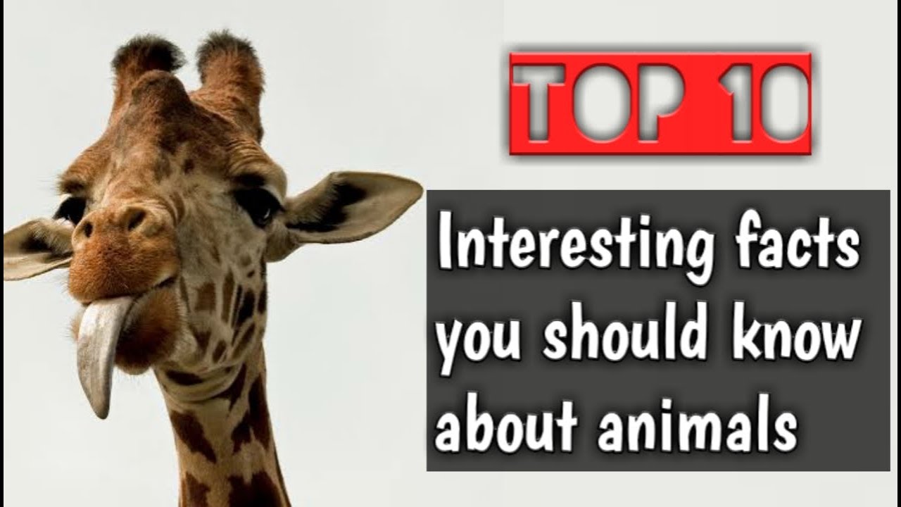 Top 10 Interesting Facts About Animals YouTube
