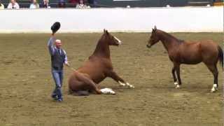 Equine Affaire 2012 Fantasia - Double Dan Horsemanship