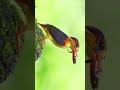 ODKF with a frog kill/ Oriental Dwarf Kingfisher / Indian birds