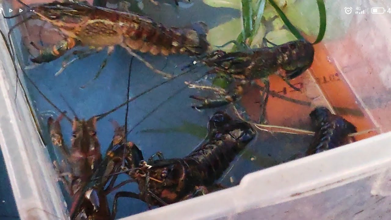 How to take care of crayfish and how to breed them 😊 - YouTube