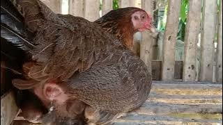 Chicken laying an egg! (Close Up) #shorts #shortvideo #shortsvideo