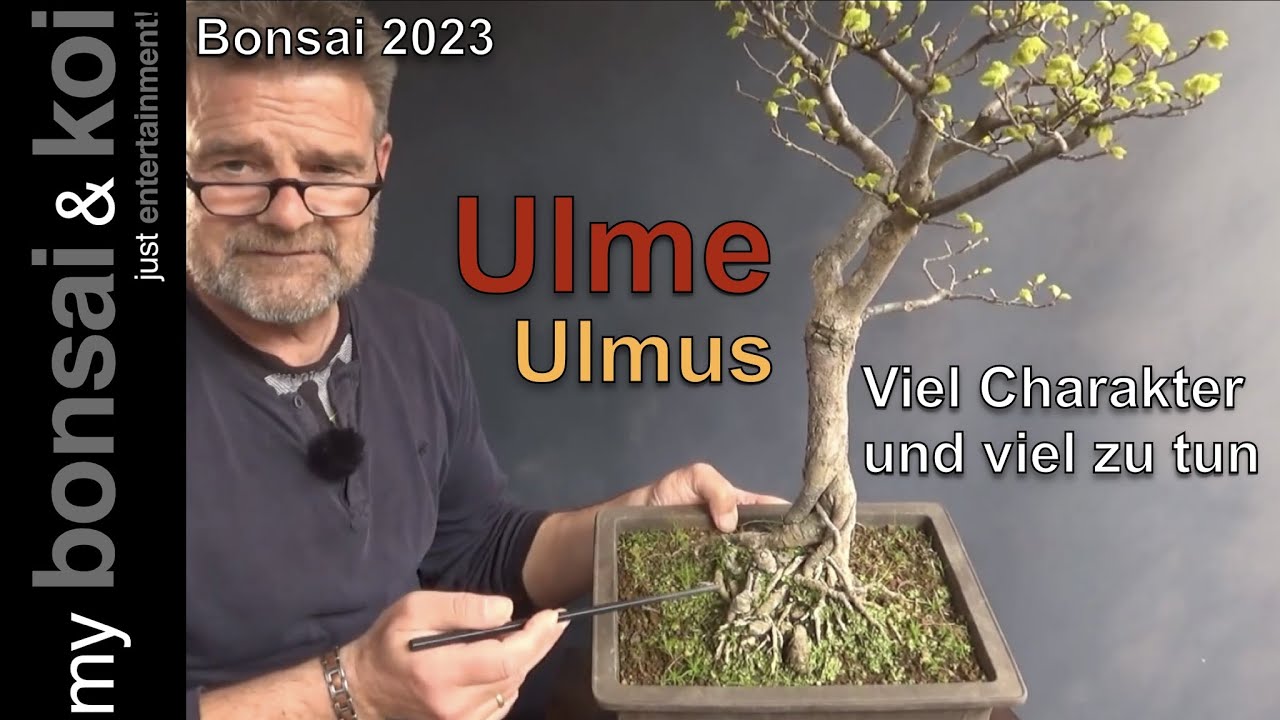 Bonsai 2023-66 - Goldulme - Ulmus hollandica - viel Charakter und viel zu tun