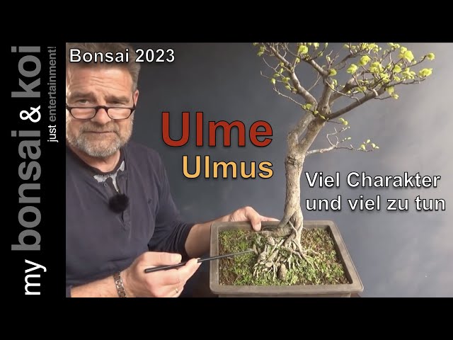 Bonsai 2023-66 - Golden Elm - Ulmus hollandica - lots of character and lots  to do - YouTube