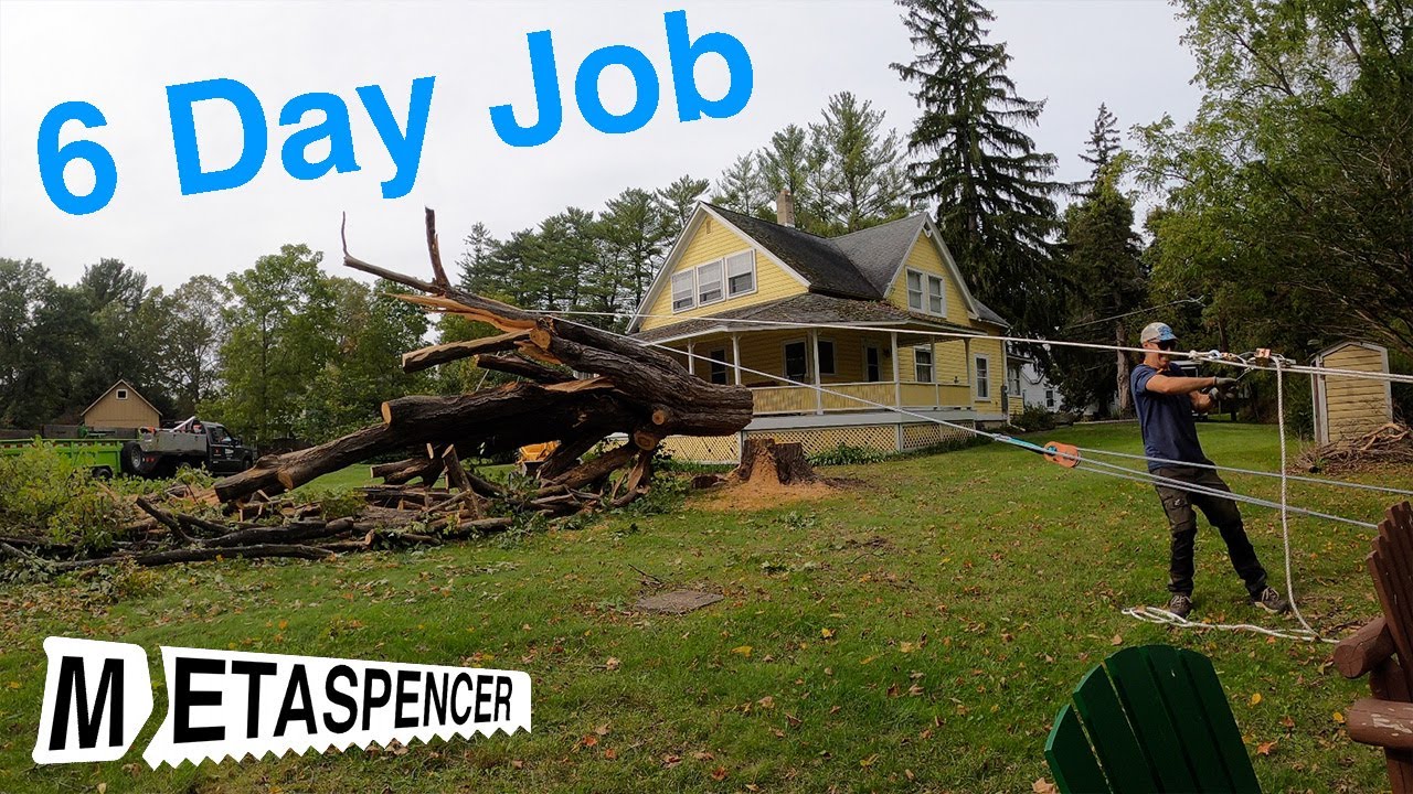 6 Day Job - Solo Tree Work from Felling to Hauling - YouTube
