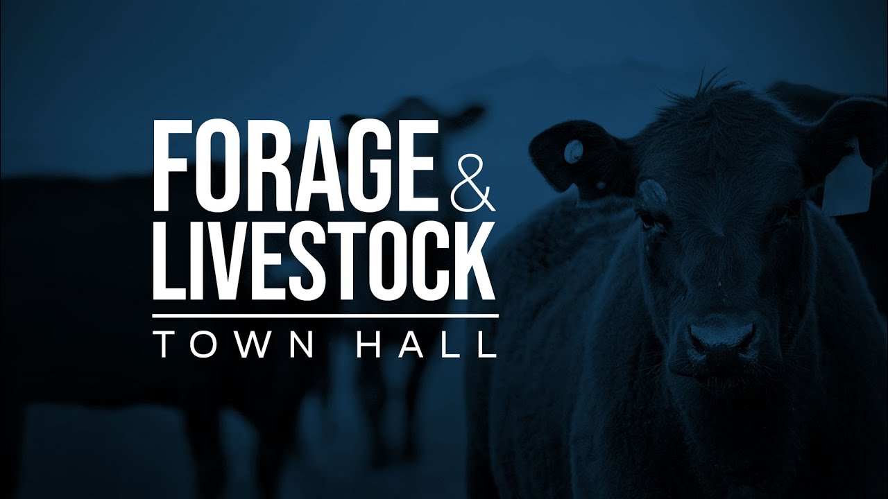 Managing Heat Stress in Beef Cattle – Forage & Livestock Town Hall