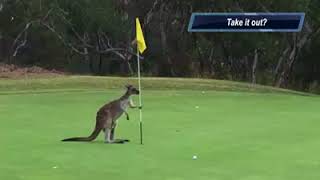 New Local Caddies at Victor Harbor Golf Club