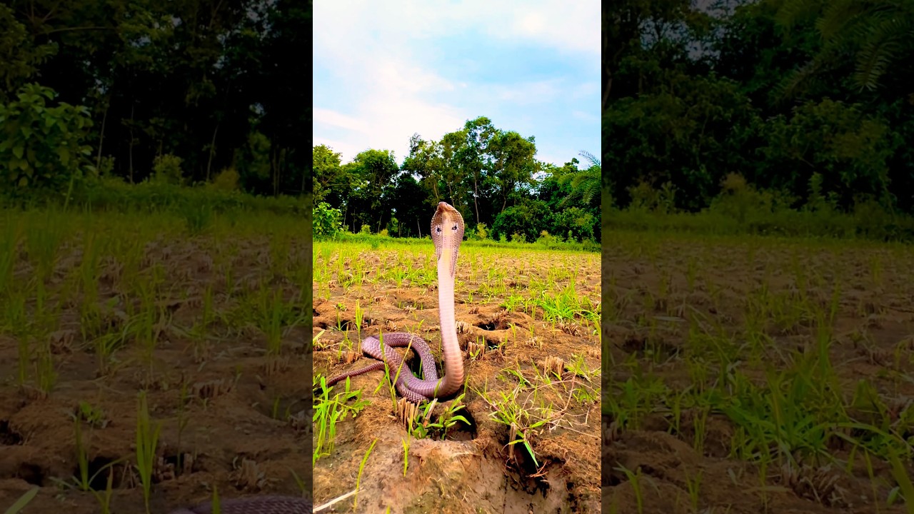 Spectacled Cobra Hissing Angrily