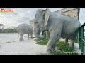 Няшки-слоняшки - душевные великаны! Слоны. Тайган. Elephant’s life in Taigan.