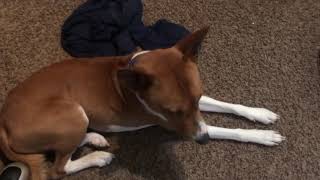 Basenji is SO Proper and Dignified