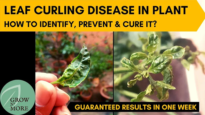Leaf Curling Disease in Chili Pepper, Capsicum & Tomato Plants | How to Identify, Prevent & Cure it? - DayDayNews