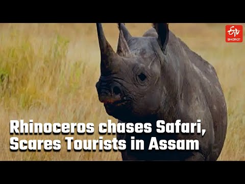 Watch: Rhinoceros Chases Safari, Scares Tourists | Safari Jeep in Assam Manas National Park