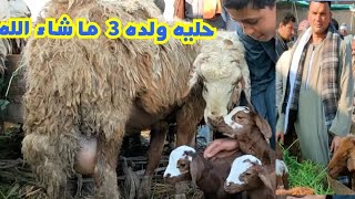 اسعار الاغنام الوالده وحليه والده 3 بسعر خيالي من سوق سيدي سالم اليوم