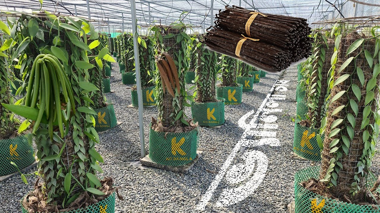 বাড়ির ছাদে জায়গা থাকলে আজই চাষ করুন, 40 হাজার টাকা কেজি 🍨 Hybrid Vanilla farming