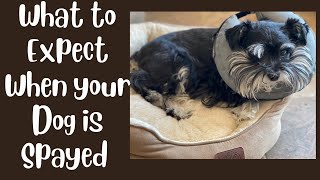 What To Expect - Pre, Post-op & Cost When Spaying your Dog