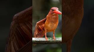 veja dez curiosidades absurdas sobre os passaros #passaros #youtube #shorts #youtubeshorts #aves #oi