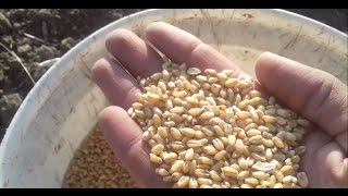 كيفيه  زراعه القمح في مصر نوع سدس12_الجزء الاول
