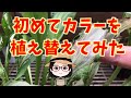 畑地性カラー植え替え〇フローズンクイーン他