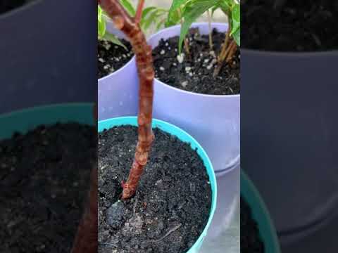 Фикус мелани до
