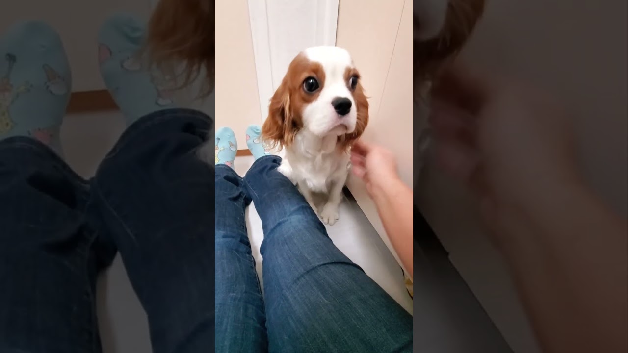 Spottie - calm and sweet girl 