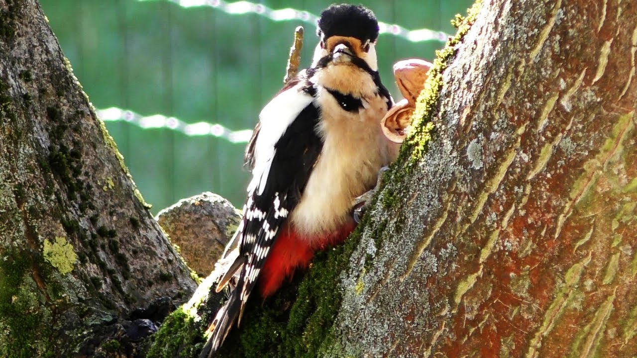 Great Spotted Woodpecker Crack Open a Walnut / Dzięcioł duży #BIRDS1