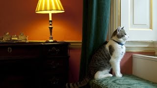 Beloved UK Cat 'Larry' Is Unmoved By Brexit Instability