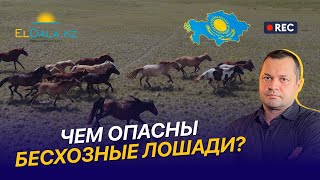 Бродячие лошади в Казахстане: опасность для фермеров и пути решения проблемы