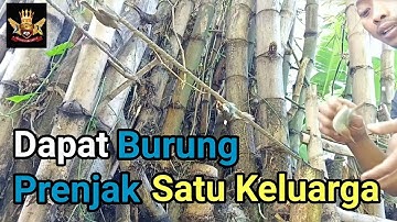 Memikat Berbagai Macam Jenis Burung Menggunakan Stick Pulut