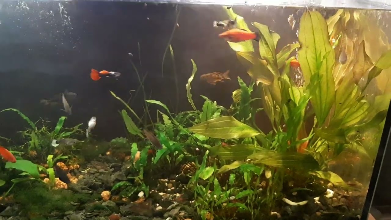 Аквариум теряет популярность