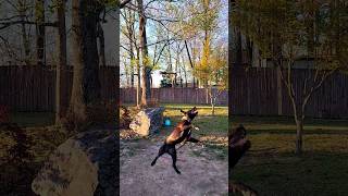 Pit Bull On Spring Pole