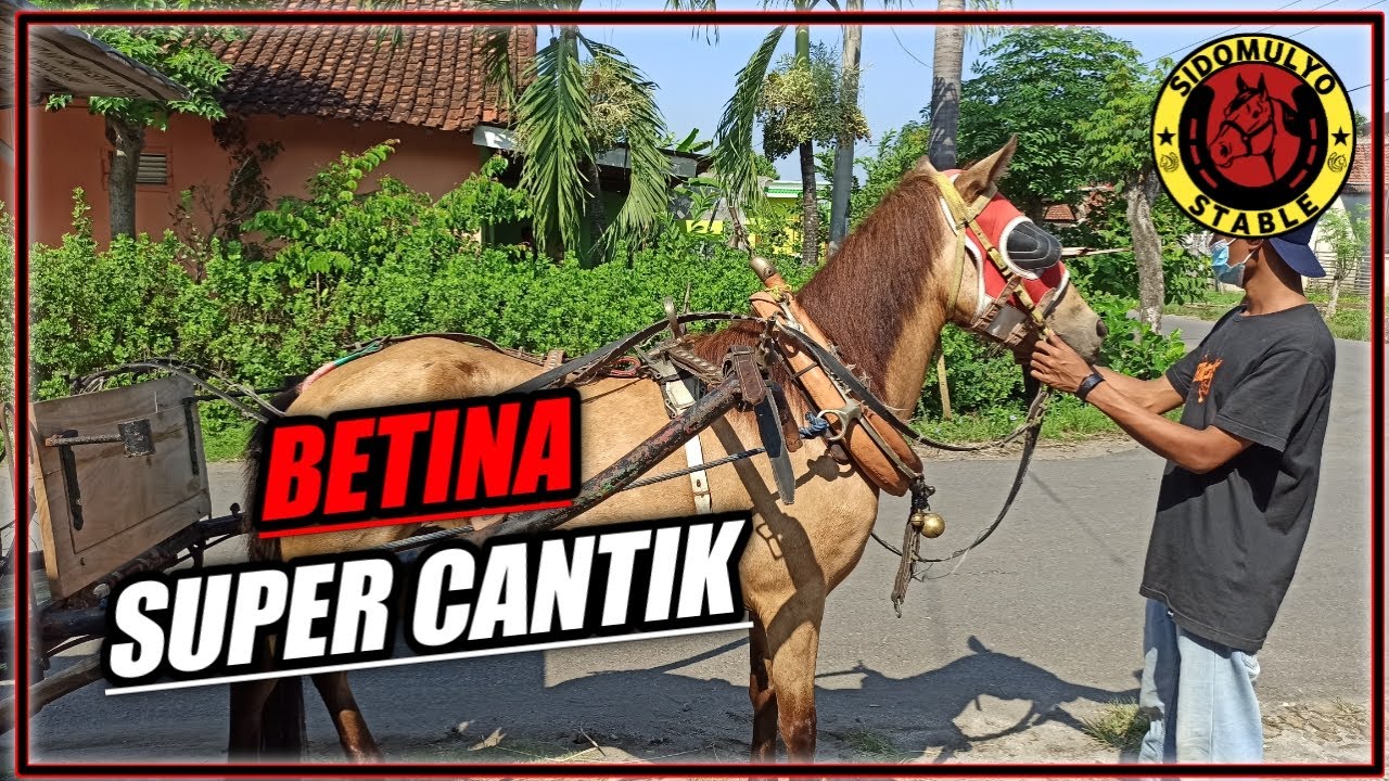 SI CANTIK KUDA BARU - Langsung Test Narik Dokar!! Ngamuk Gak ya?