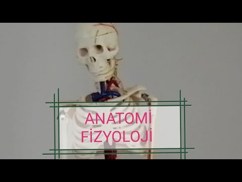 5-ANATOMİ VE FİZYOLOJİ    HÜCRE VE MİTOZ BÖLÜNME