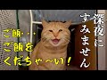 こんな野良猫初めて！強烈キャラの可愛すぎるボス猫に狙われて困っています