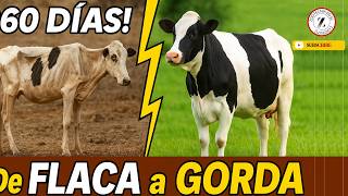 De Vaca Flaca A Gorda En 60 Días Caso Real Paso A Paso