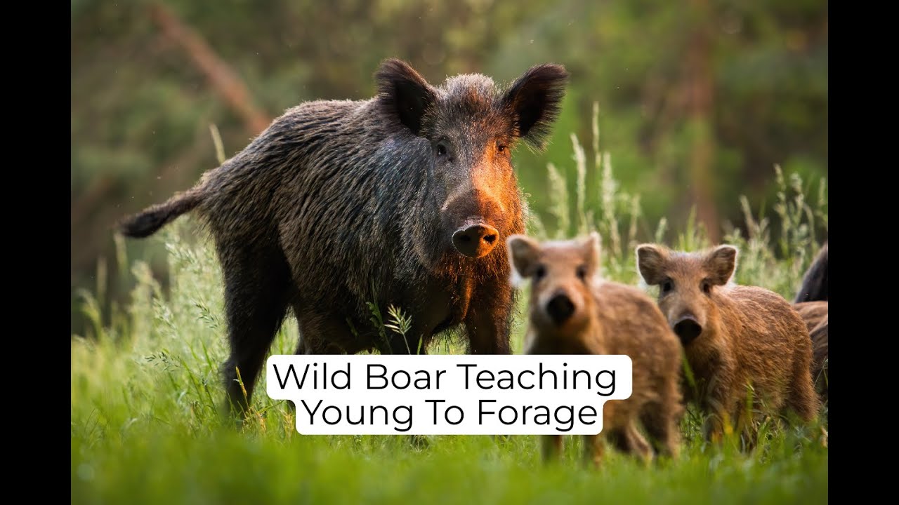 Wild Boar Teach Young To Forage #nature #wildlife #wildeurope - YouTube