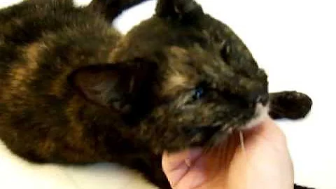 Watch the video about Carmela - Adopted!