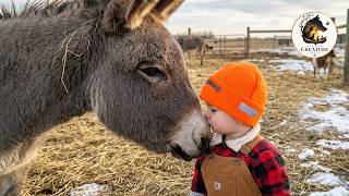 The Lonely Donkey Who Found a Best Friend in a 3-Year-Old Boy