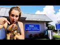 VET VISIT SAVES NEGLECTED PUPPY'S LIFE!