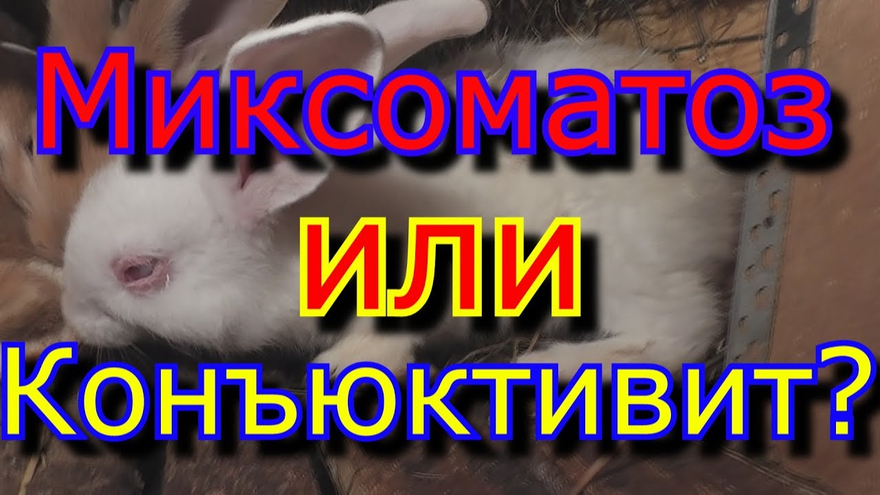 Миксоматоз или конъюктивит - YouTube