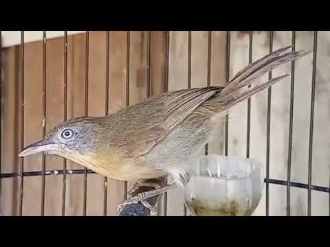 suara koloni kores mini, bagus untuk pikat .