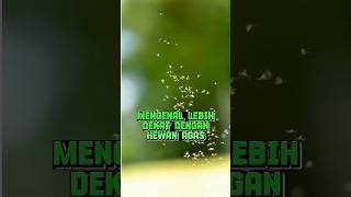 Mengenal Lebih Dekat Dengan Hewan Agas