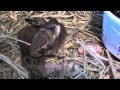 Baby rabbits in rehabilitation