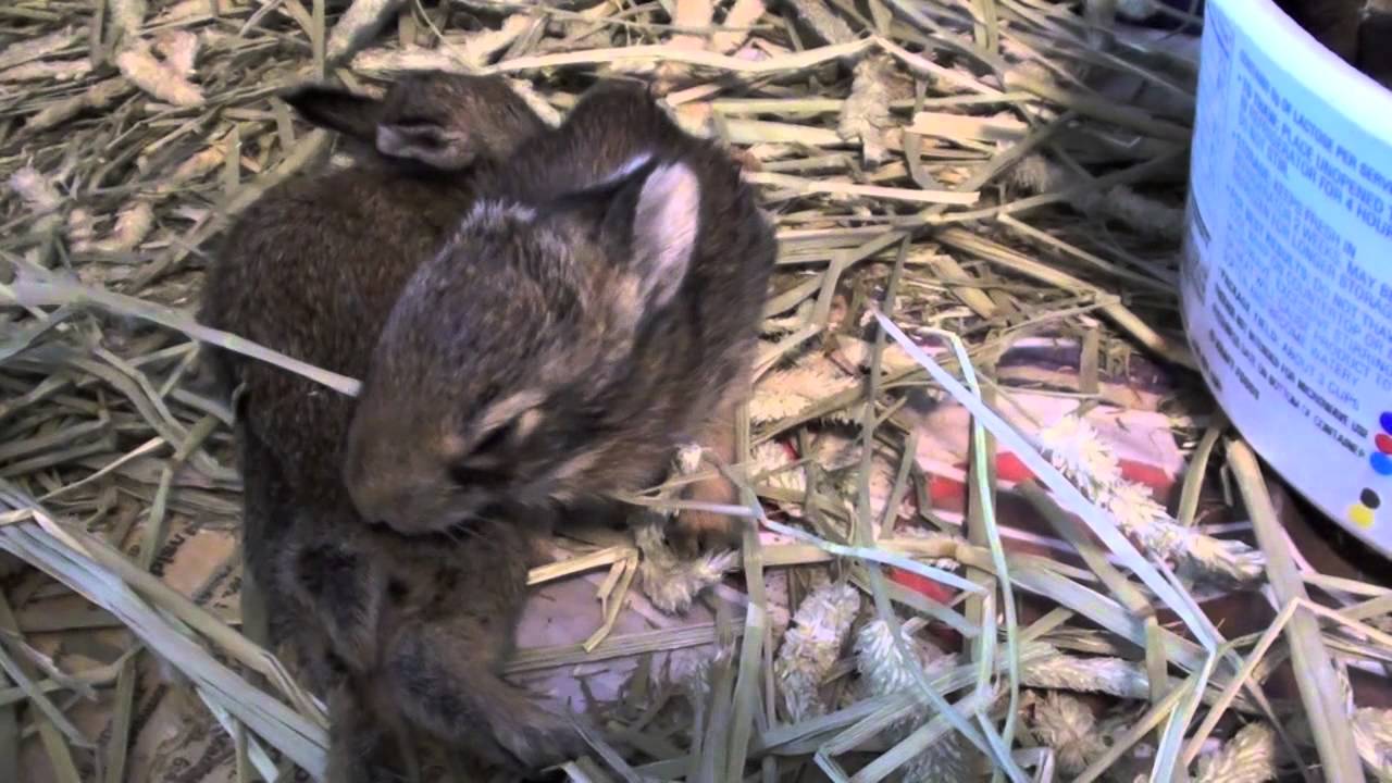 Baby rabbits in rehabilitation YouTube